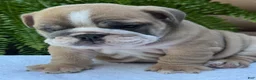 English Bulldog dogs for sale: Baxter  - Ad 3