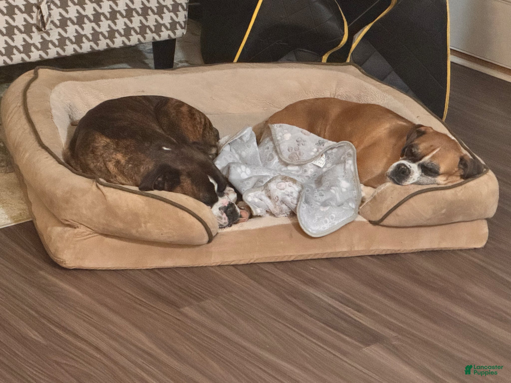 Boxer dogs Raphael - Ad 2