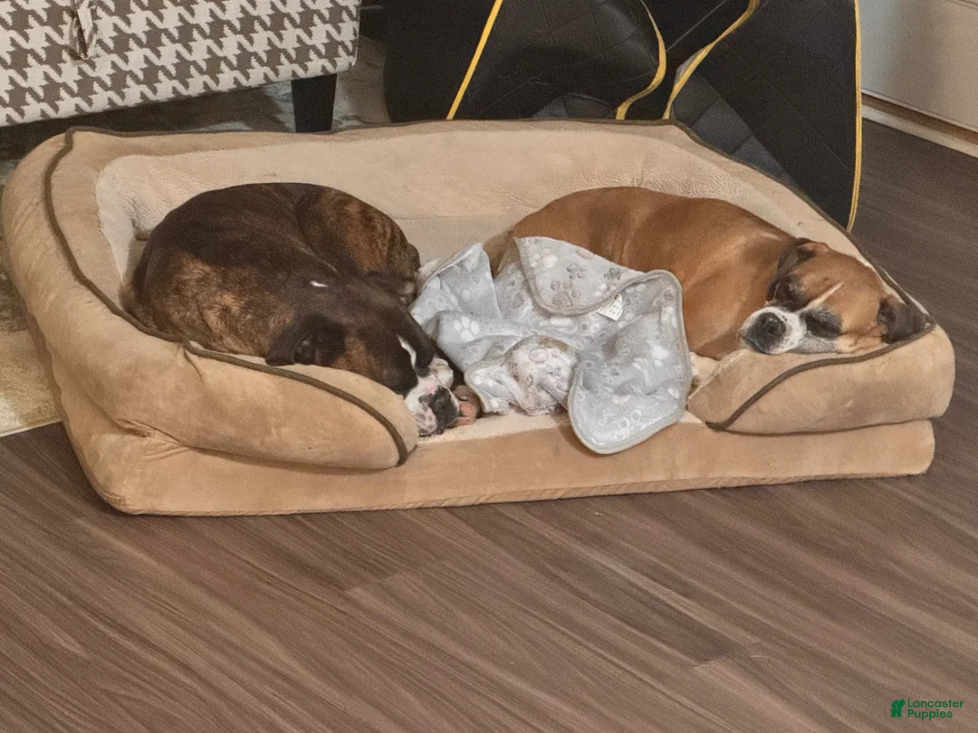 Boxer dogs for sale: Spot - Ad 2