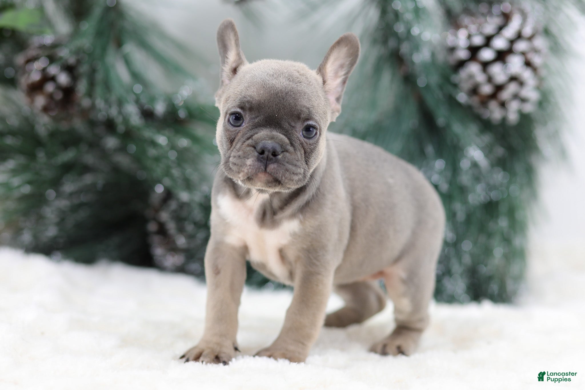 French Bulldog dogs Fern - Ad 9