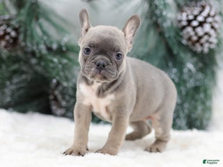 French Bulldog dogs Fern - Ad 11