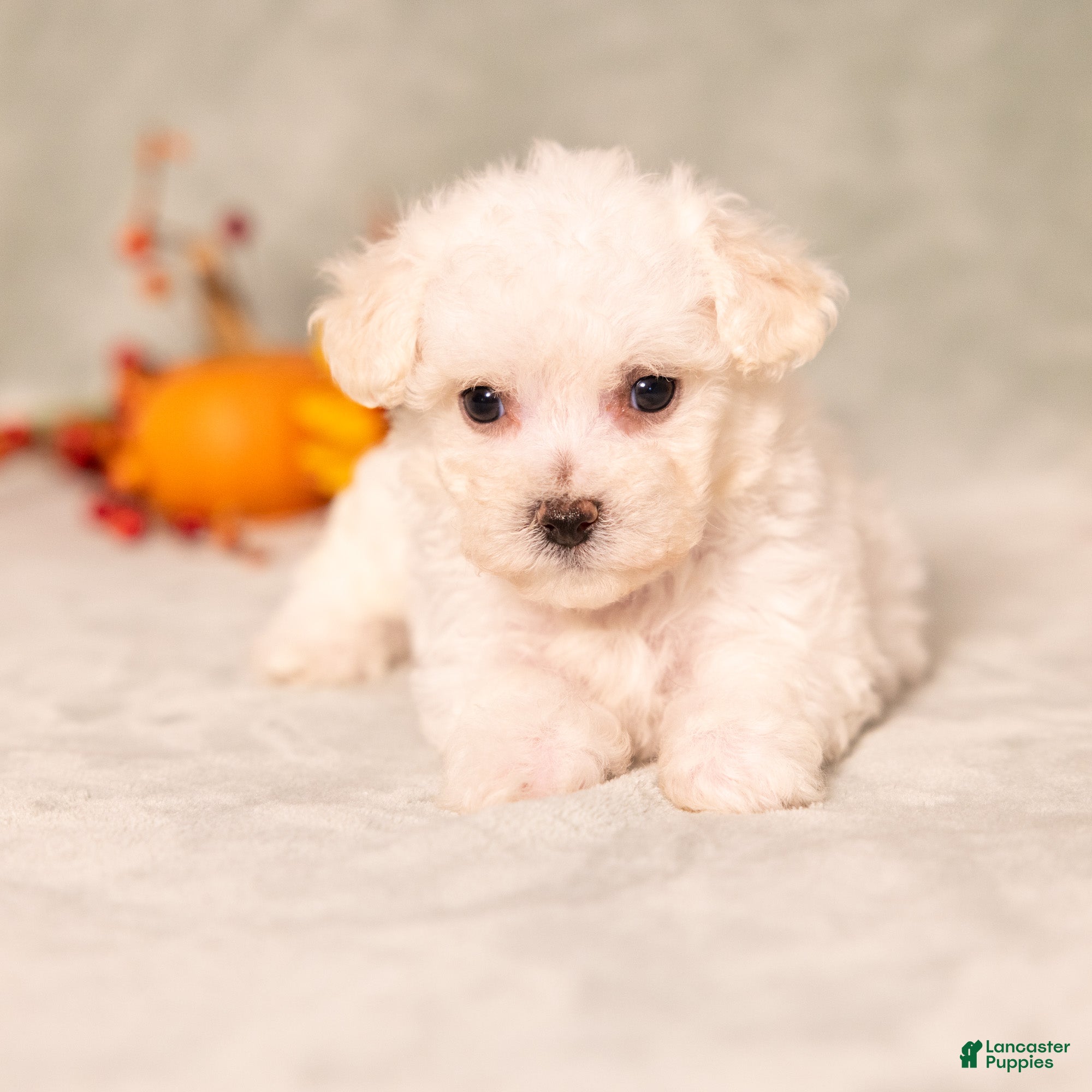 Bichon Frise dogs for sale: Queenlynn - Ad 2