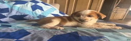 Mixed Breed dogs for sale: Male #4 - Ad 2