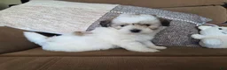 Maltipoo dogs for sale: Graham - Ad 3