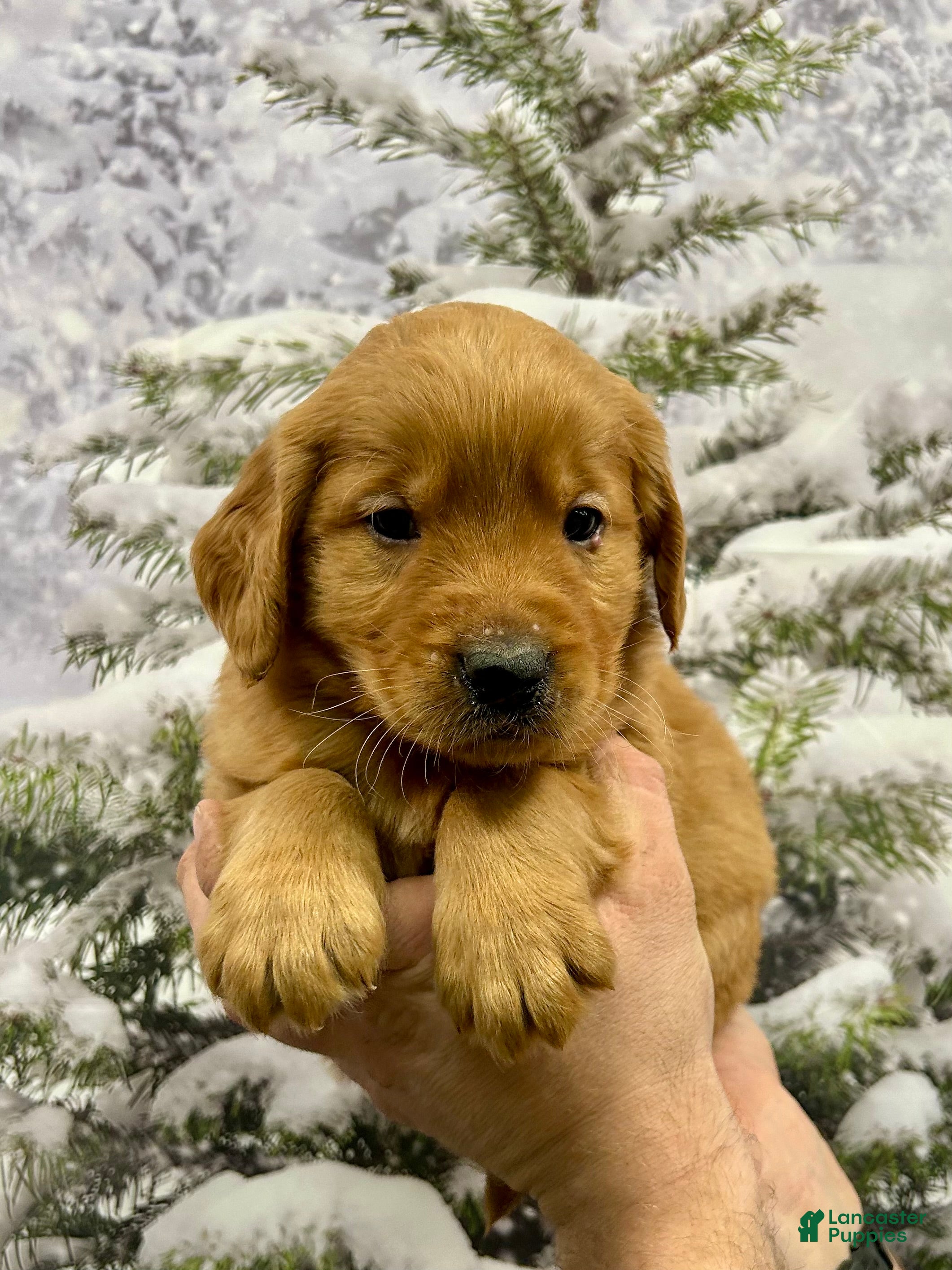 Golden Retriever dogs Prince  - Ad 2