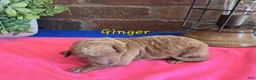 Goldendoodle dogs for sale: Mini Goldendoodle 6 - Ad 3