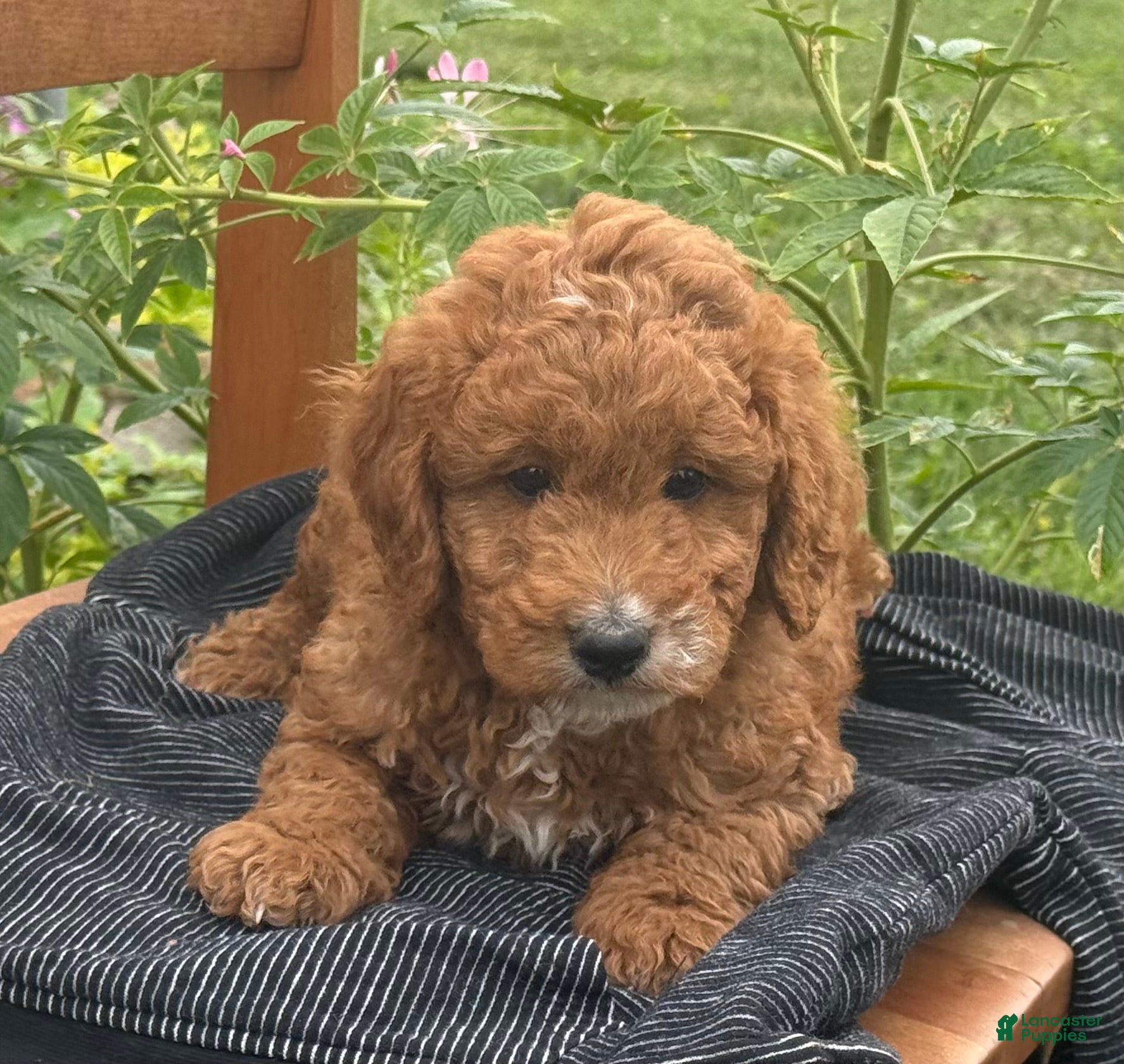 Mini Goldendoodle dogs George - Ad 2