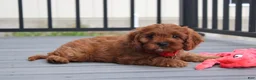 Cavapoo dogs for sale: Max - Ad 4