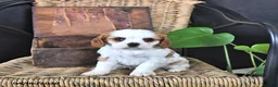 Cavalier King Charles Spaniel dogs for sale: Darcy - Ad 2