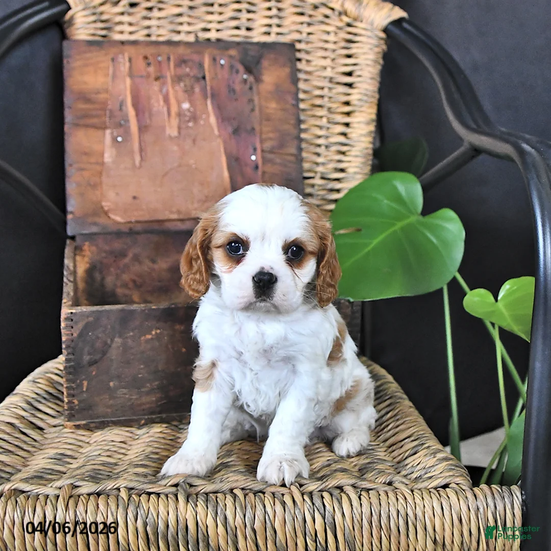 Cavalier King Charles Spaniel dogs for sale: Darcy - Ad 2