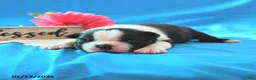 Boston Terrier dogs for sale: Roscoe - Ad 18