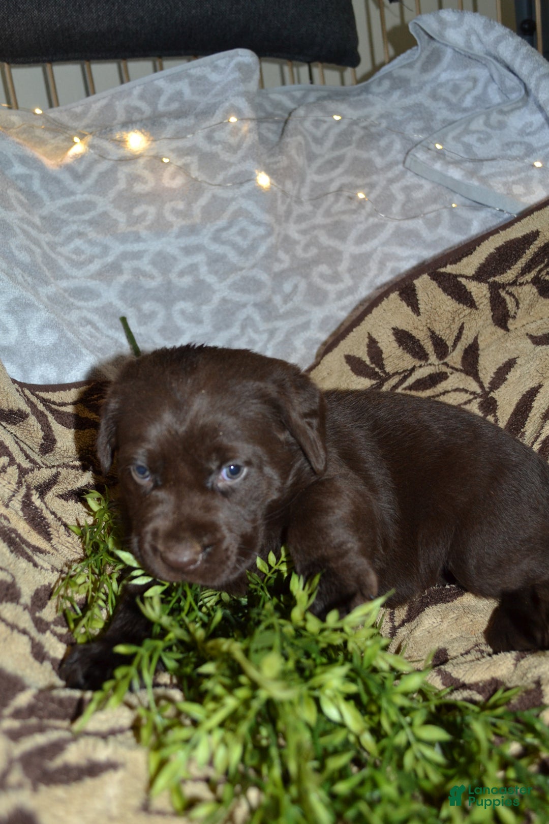 Labrador Retriever dogs for sale: Macie - Ad 3