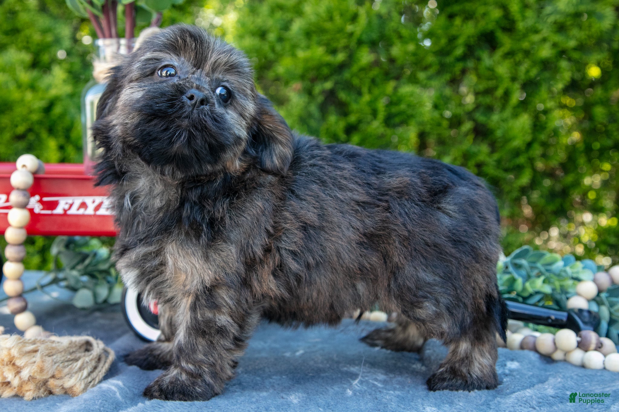 Shorkie dogs for sale: Benny - Ad 3