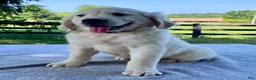 Golden Retriever dogs for sale: Owen - Ad 4