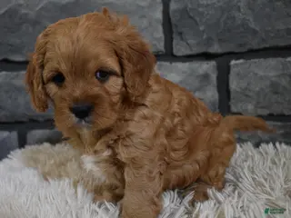 Cavapoo dogs Petey - Ad 33