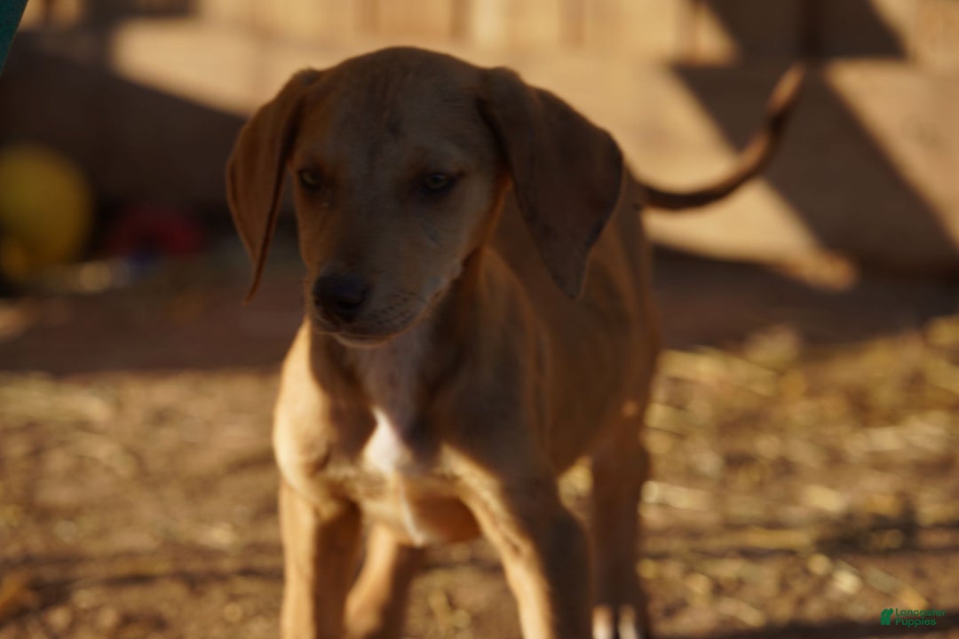 Mixed Breed dogs for sale: Reddish Fawn Merle M RT - Ad 4