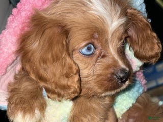 Cavapoo dogs Ruben - Ad 38