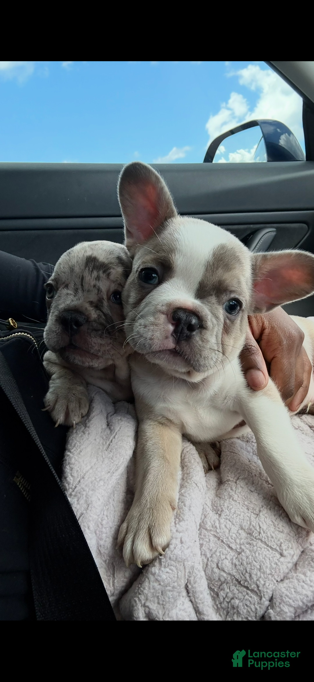 French Bulldog dogs for sale: French Bulldog Puppy 2 - Ad 4