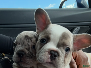 French Bulldog dogs - Ad 33