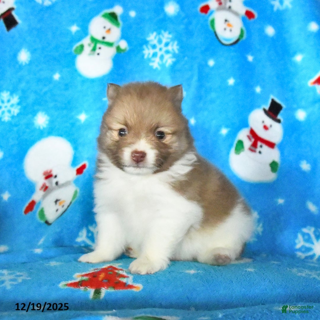 Pomeranian dogs for sale: Patches - Ad 1