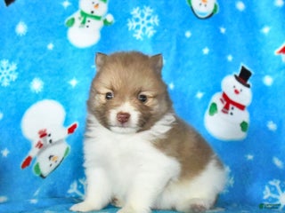 Pomeranian dogs Patches - Ad 3