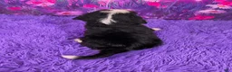 Mini Bernedoodle dogs for sale: Nora - Ad 4
