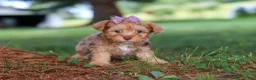 Yorkiepoo dogs for sale: Zoey - Ad 3