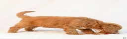 Mini Goldendoodle dogs for sale: Kye - Ad 2