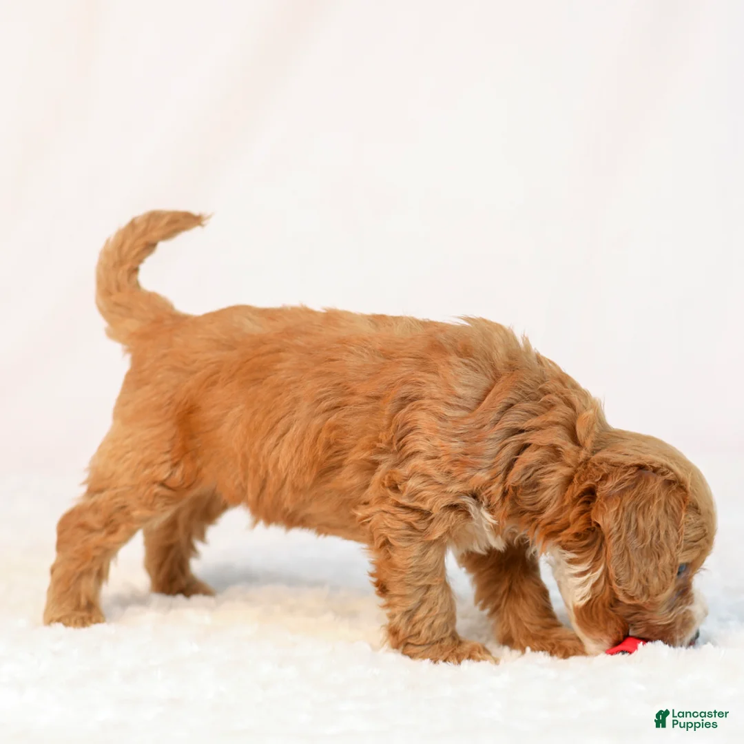 Mini Goldendoodle dogs for sale: Kye - Ad 2