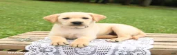 Labrador Retriever dogs for sale: Magnolia - Ad 3