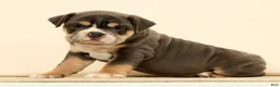 English Bulldog dogs for sale: Brutus - Ad 5