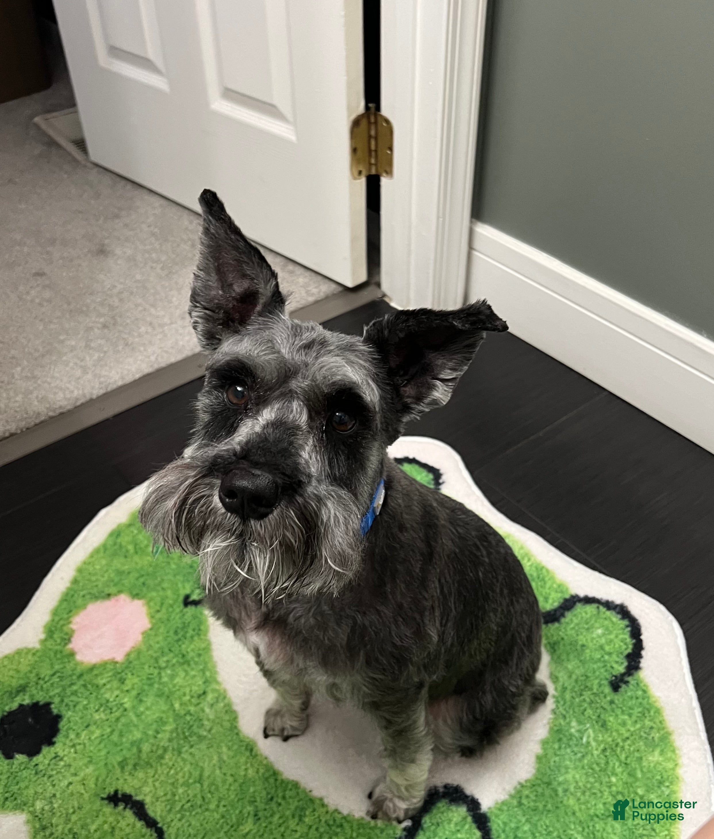 Miniature Schnauzer dogs Miniature Schnauzer Puppy 1 - Ad 37
