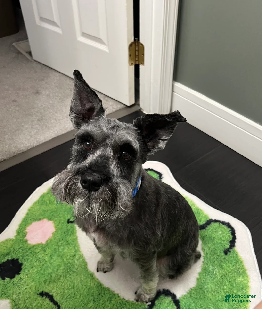 Miniature Schnauzer dogs for sale: Miniature Schnauzer Puppy 1 - Ad 1