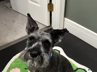 Miniature Schnauzer dogs Miniature Schnauzer Puppy 1 - Ad 37