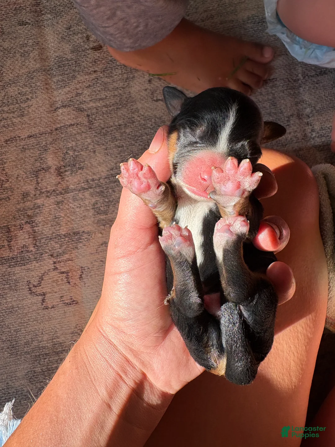 Mixed Breed dogs for sale: Forrest - Ad 1