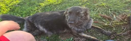 German Shepherd dogs for sale: German Shepherd 3 - Ad 2