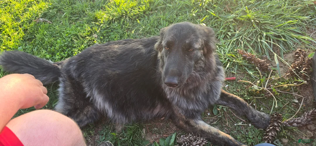 German Shepherd dogs for sale: German Shepherd 3 - Ad 2