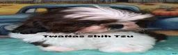 Shih Tzu dogs for sale: Karter - Ad 3