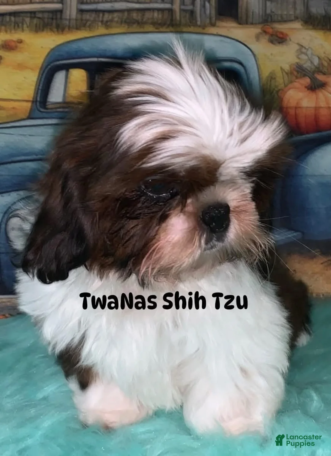 Shih Tzu dogs for sale: Karter - Ad 3
