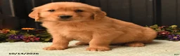 Golden Retriever dogs for sale: Bruno - Ad 4