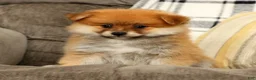 Pomeranian dogs for sale: Moe - Ad 3