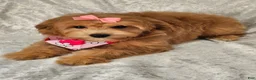 Mini Goldendoodle dogs for sale: Turbo - Ad 12