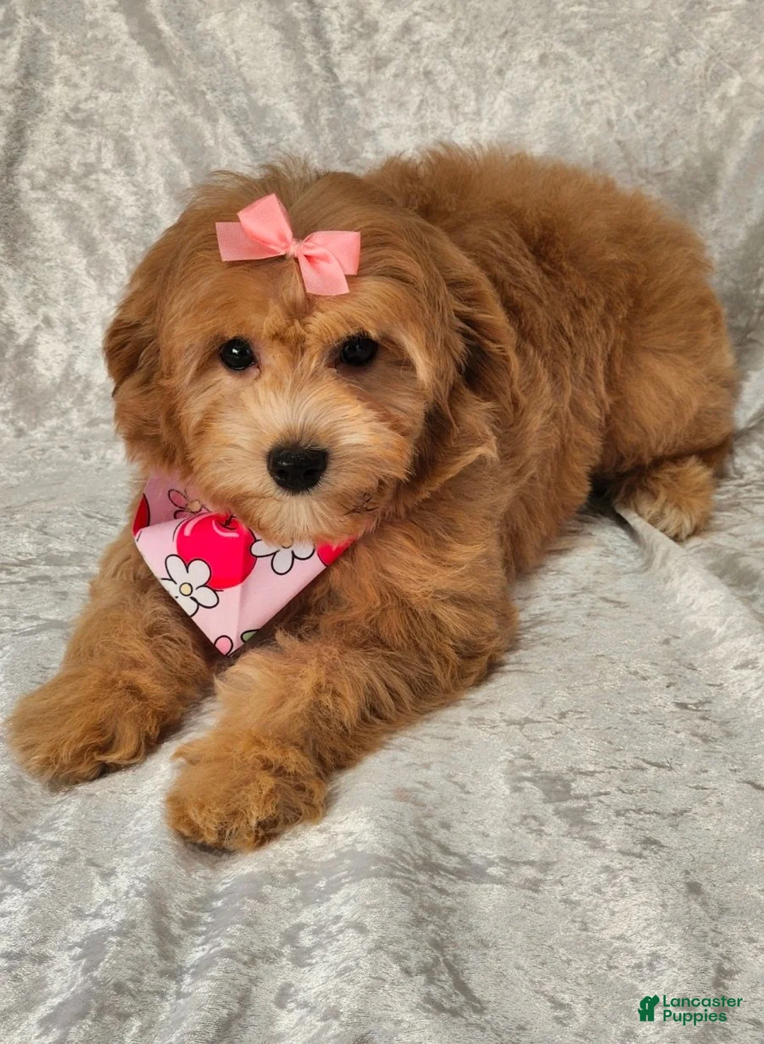 Mini Goldendoodle dogs for sale: Turbo - Ad 12