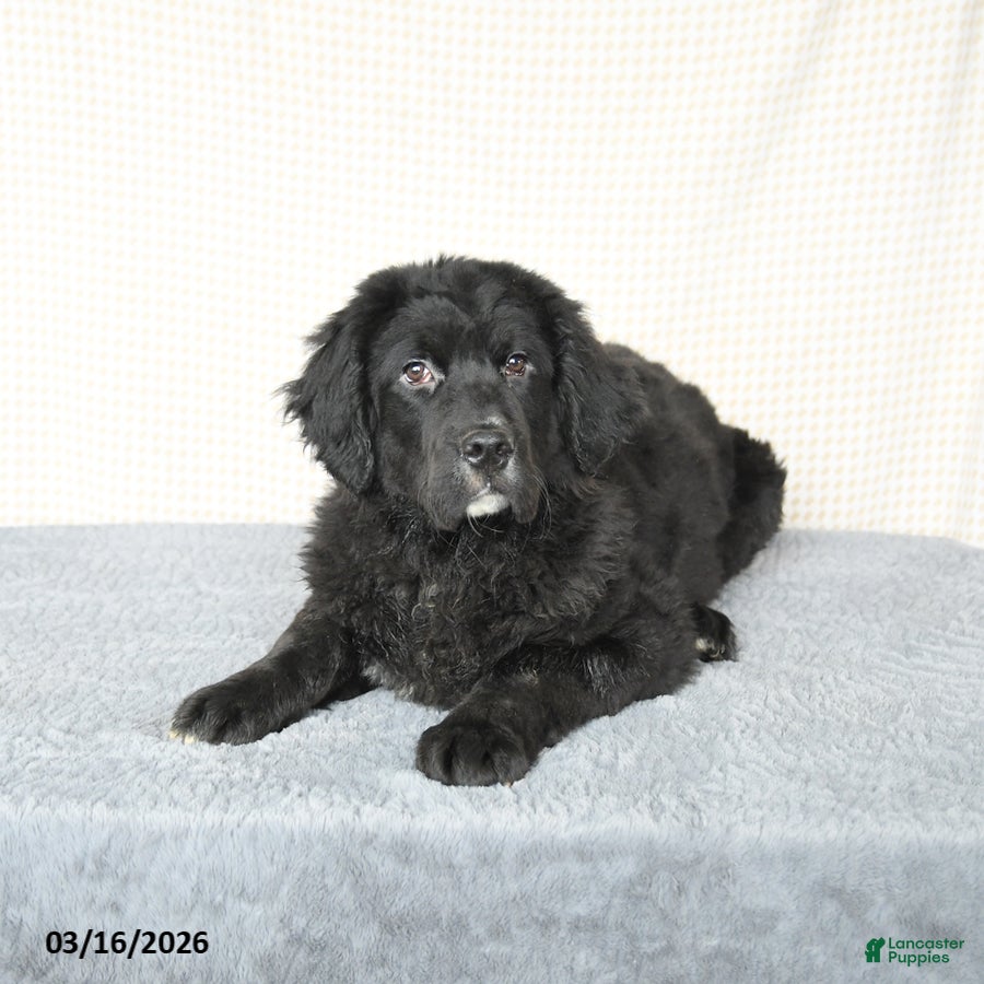 Mixed Breed dogs Suds - Ad 2