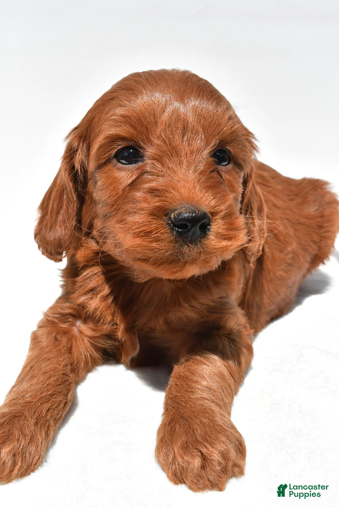 Mini Goldendoodle dogs for sale: Teddy - Ad 2
