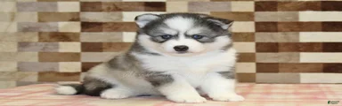 Winston