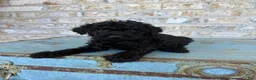 Miniature Labradoodle dogs for sale: Bear  - Ad 7