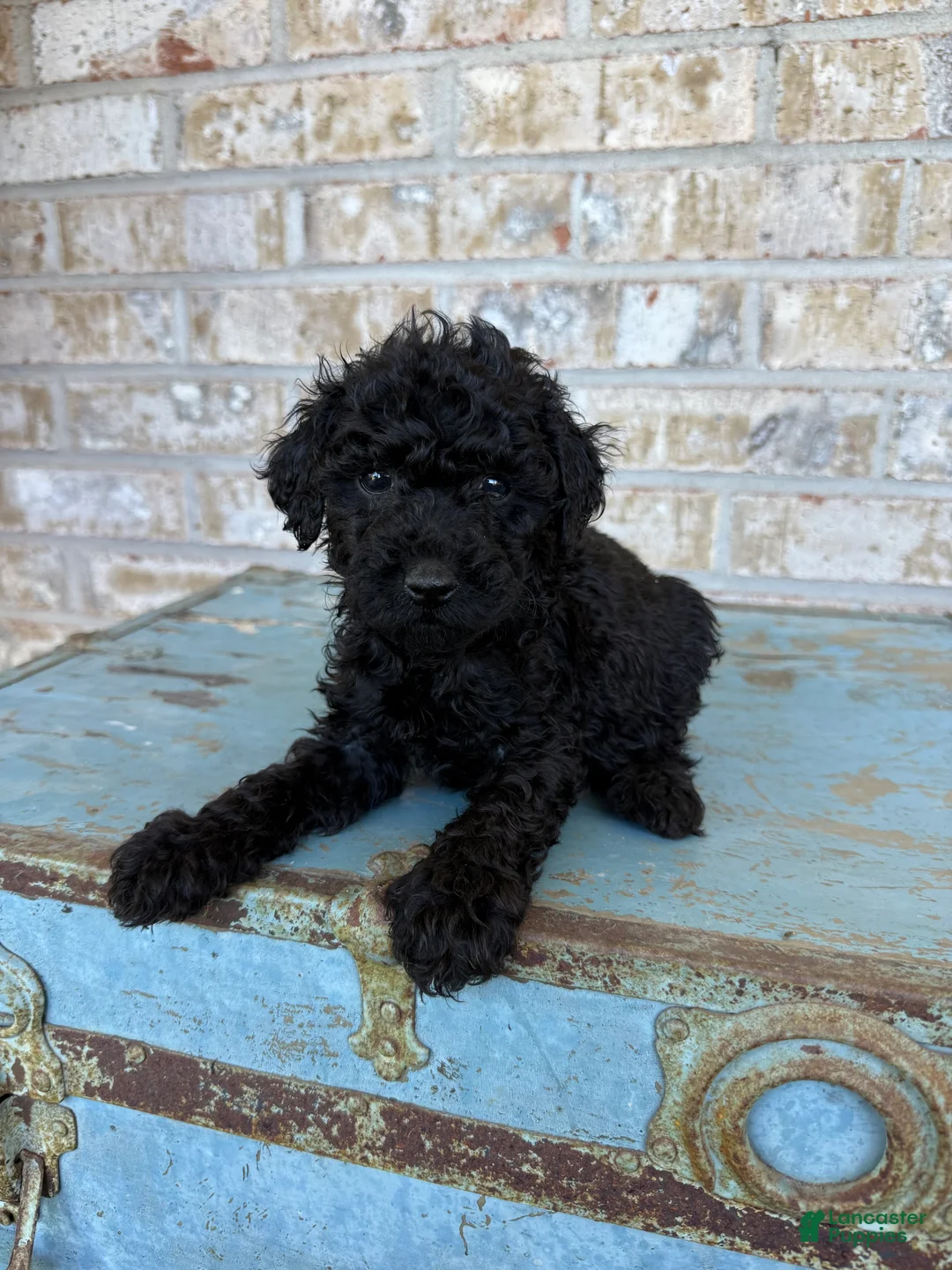 Miniature Labradoodle dogs for sale: Bear  - Ad 7