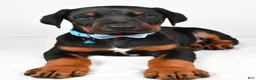Doberman Pinscher dogs for sale: Luke - Ad 4