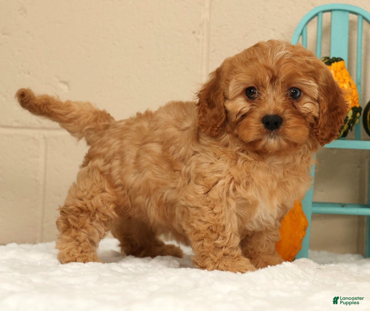 Cavapoo dogs Amber - Ad 1
